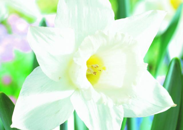 Narcissus  'Mount Hood'