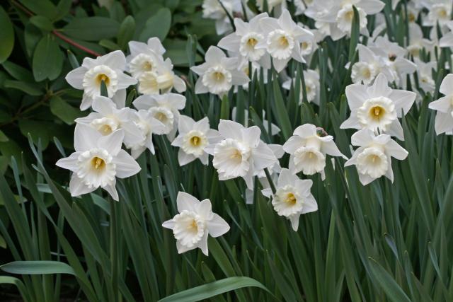 Narcissus  'Mount Hood'