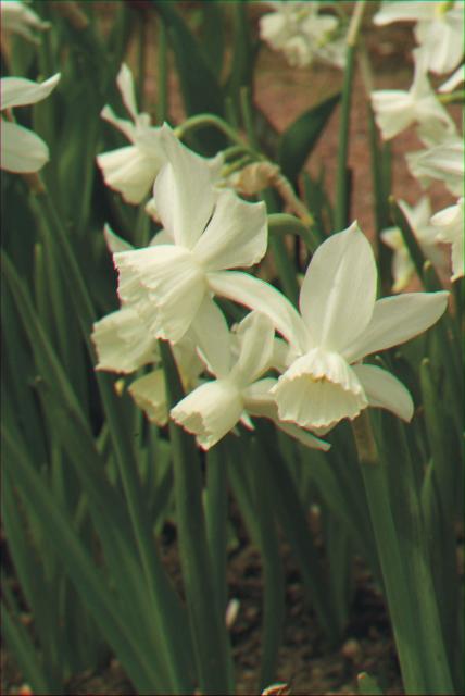Narcissus  'Thalia'