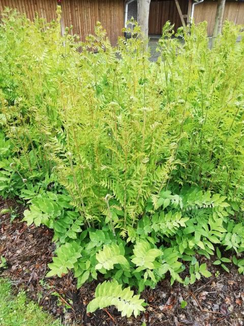 Osmunda regalis