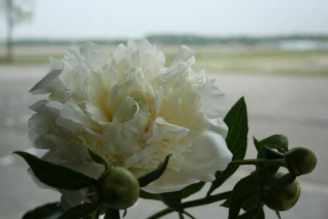 Paeonia lactiflora 'Duchesse de Nemours' 1l.