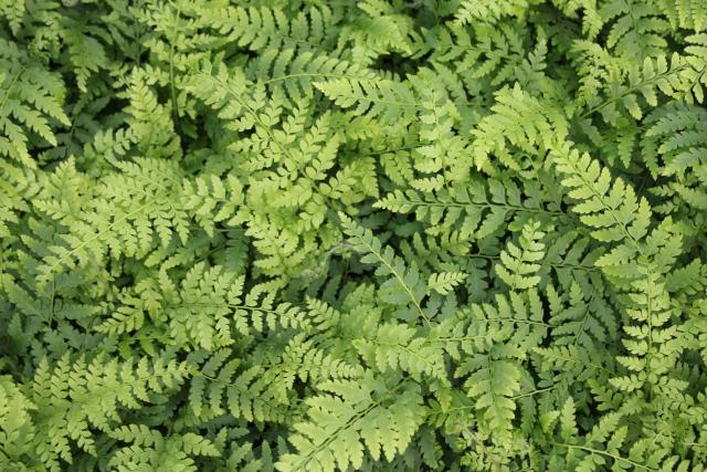 Polystichum braunii