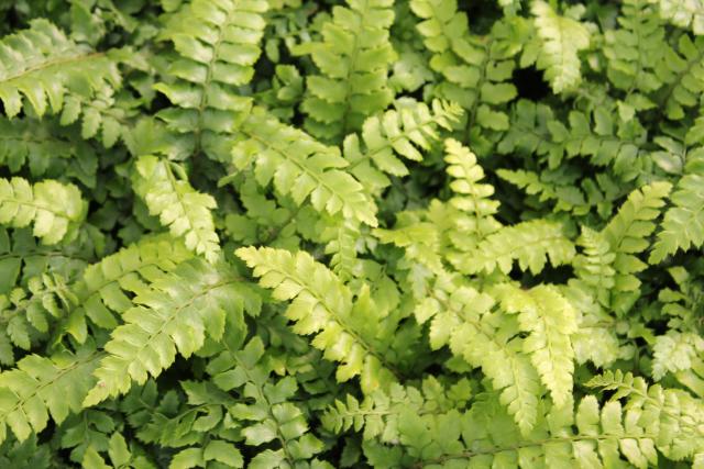 Polystichum polyblepharum