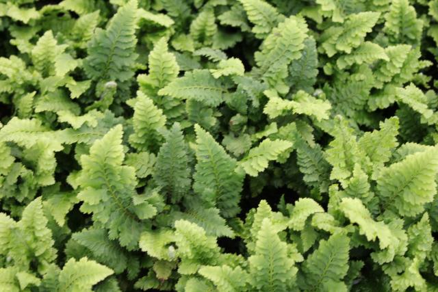 Polystichum setiferum 'Congestum'