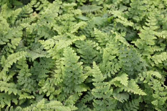 Polystichum setiferum 'Dahlem'