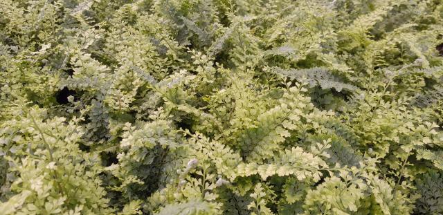 Polystichum setiferum 'Plumoso-densum'