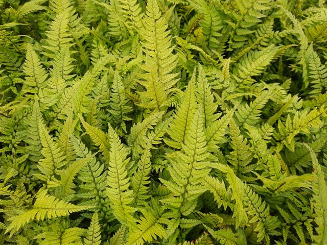 Polystichum tsus-simense