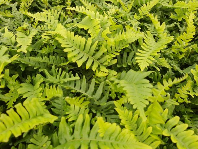 Polypodium vulgare