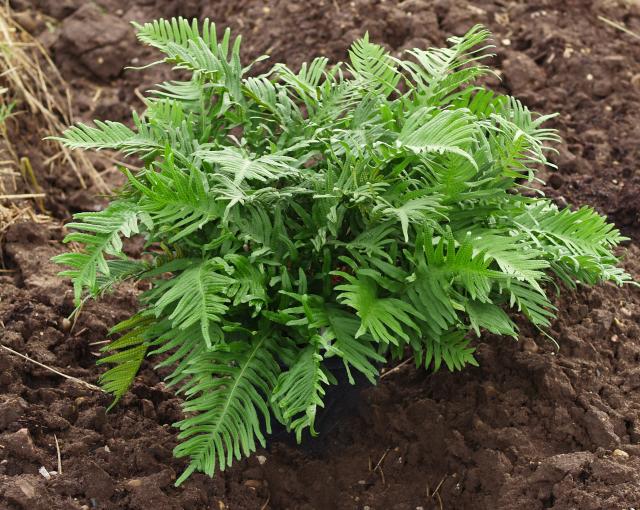 Polypodium vulgare 'Whitley Giant'
