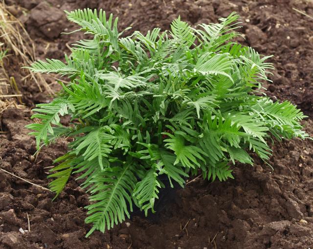 Polypodium vulgare 'Whitley Giant'