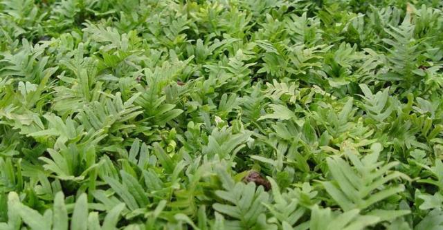 Polypodium vulgare 'Whitley Giant'