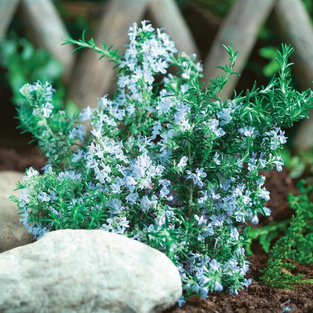 Rosmarinus officinalis 'Blue Winter'