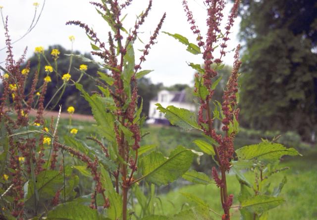 Rumex acetosa