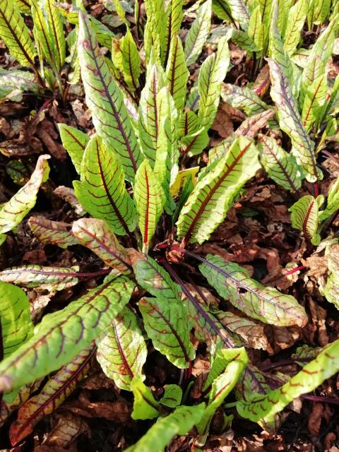 Rumex sanguineus