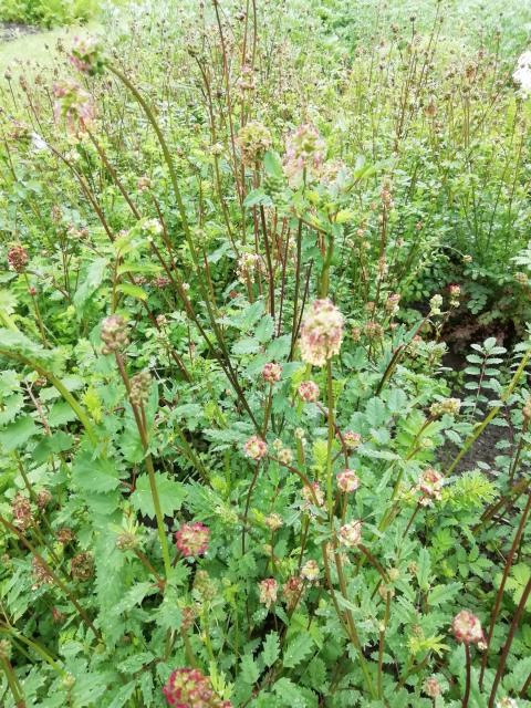 Sanguisorba minor