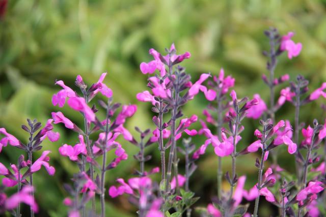 Salvia microphylla 'Pink Beauty'
