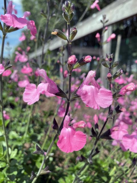 Salvia microphylla 'Salvinio Pink' ®