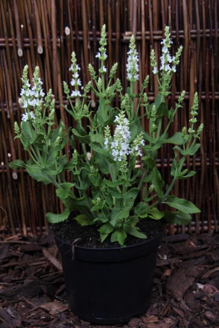 Salvia nemorosa 'Sensation® Medium White'