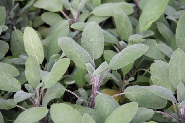 Salvia officinalis 'Growers Friend'