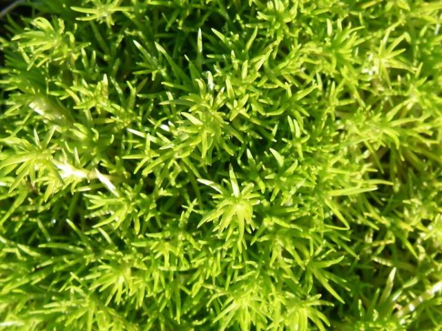 Sagina subulata 'Aurea' ('Lime Moss')