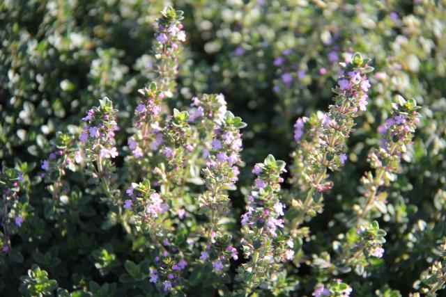 Thymus citriodorus (x)