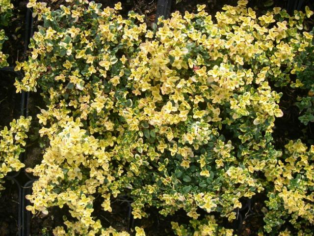 Thymus citriodorus 'Doone Valley'