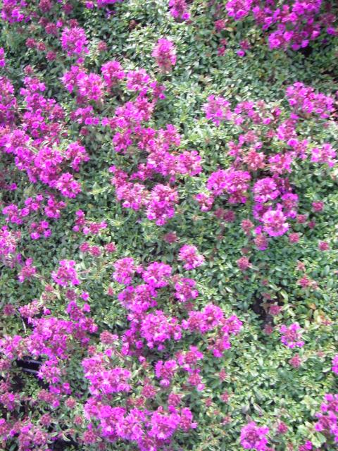 Thymus praecox 'Purple Beauty' ('Atropurpureum')