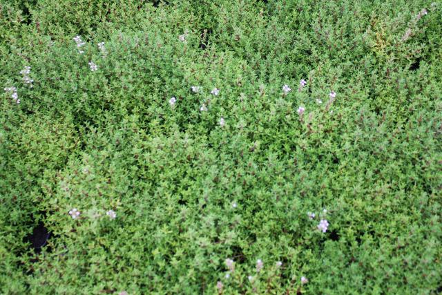 Thymus vulgaris 'Compactus'