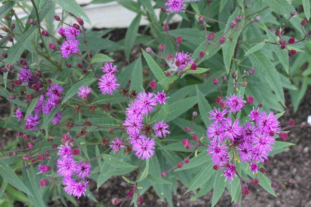 Vernonia crinita