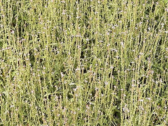 Verbena officinalis