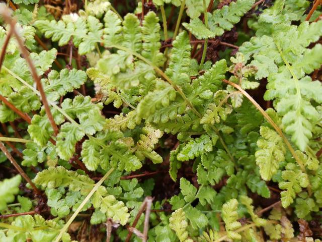 Woodsia obtusa