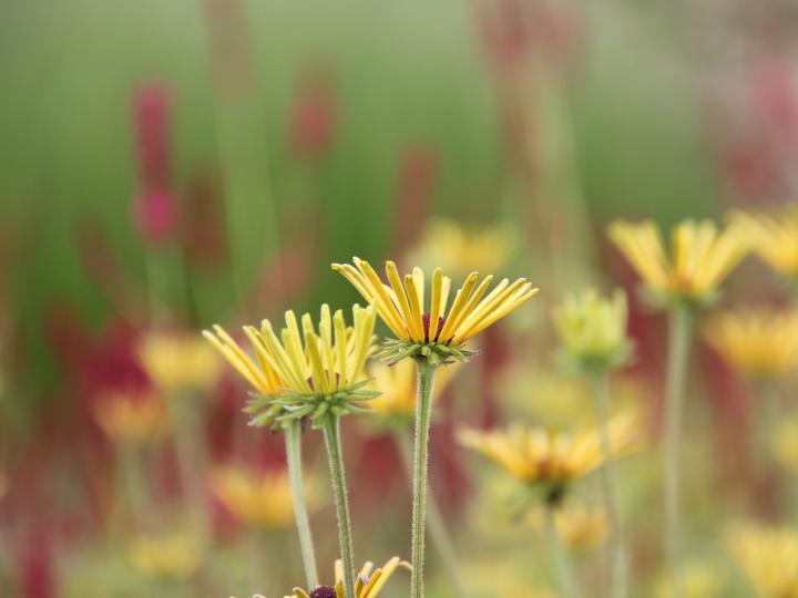 Vaste planten